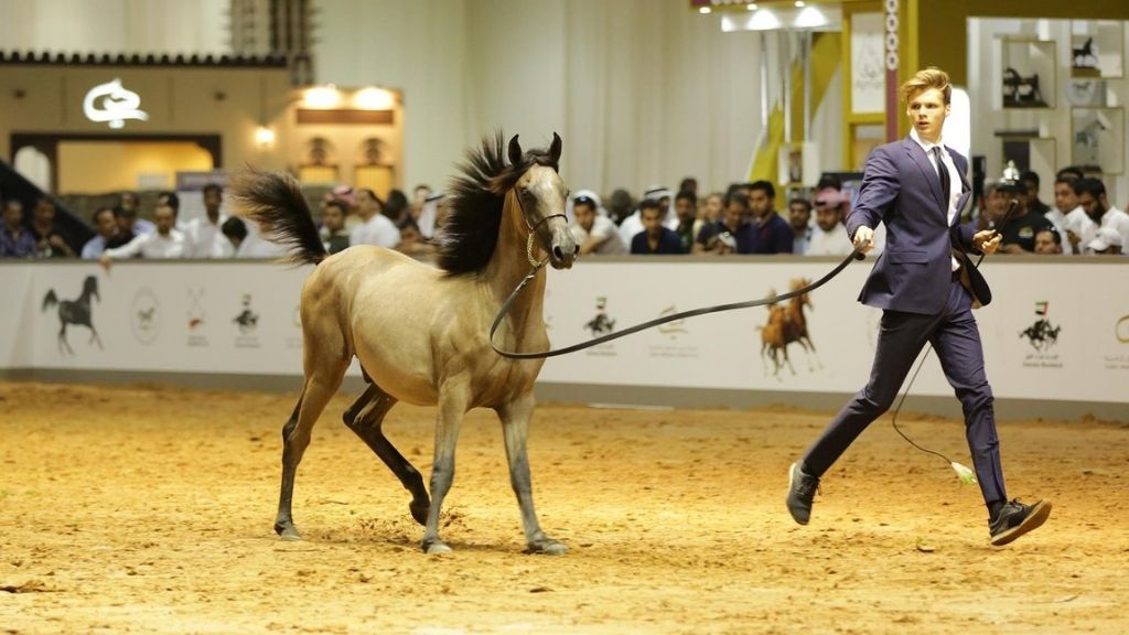 نمایشگاه بین المللی اسب دبی 2023